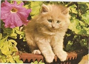 Cat Young Ginger Postcard