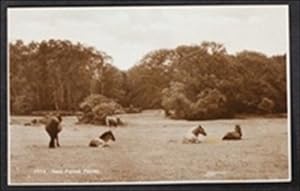 New Forest Ponies Real Photo from Collectable Publisher E. A. Sweetman Postcard
