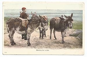 Donkey Waiting For A Job Collectable 1904 Antique Postcard