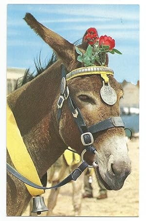Donkey Wearing 1950 Merit Award From RSPCA Collectable Postcard