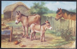 Donkeys At the Fence Collectable 1985 Postcard