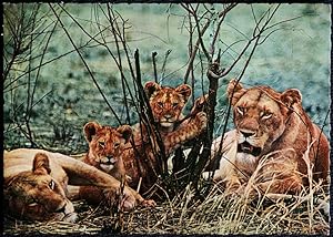 Lions Safari Leeuwenpark Bebe Beekse Bergen Hilvarenbeek Postcard
