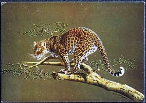Leopard On The Lookout by Kim Brooks Postcard