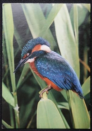 Kingfisher photo by Zetti Kinkelin Old Postcard