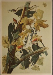 Pileated Woodpecker Birds Of America from John Rylands University Old Postcard