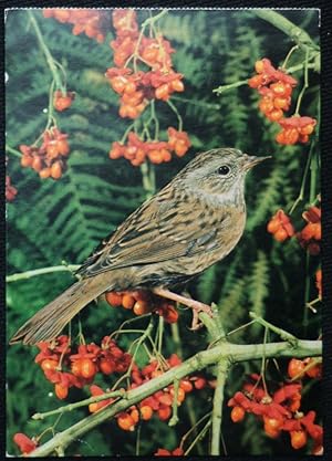 Hedge Sparrow Bird Postcard