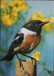 Stonechat Bird Traquet Patre Postcard