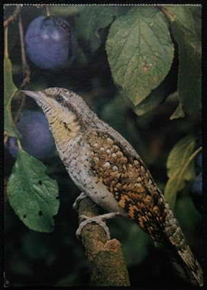 Wryneck Wendehals Bird Postcard
