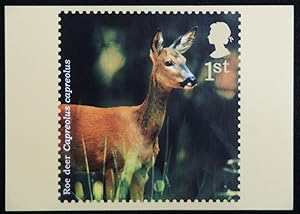 Roe Deer Artist Kate Stephens Royal Mail Stamp 2004 Postcard
