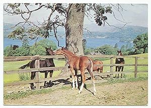 Arab Foals Postcard Windermere Medici Society Dated 1979
