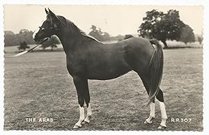 Arab Horse Postcard Quality Deckle Edged Real Photo from Publisher Valentine's Series