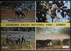 Zambia Postcard Luangwa Valley National Park Elephant Monkey Zebra Buffalo