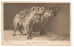 Hyaenas Spotted Vintage Postcard