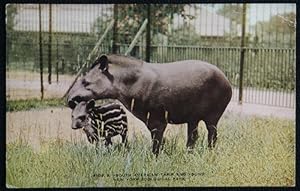 Tapir Postcard South American and Young New York Zoological Society