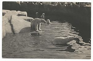 Postcard Bears Parc Zoologique Du Bois De Vincennes Paris