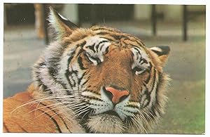 Postcard Tiger Photograph by M. Lyster London Zoological Society