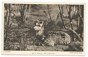 Whipsnade Zoo Axis Deer Real Photo Postcard