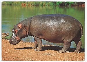 Hippopotamus Postcard from South Africa