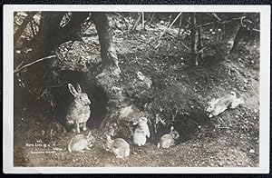 Rabbits Hares Postcard Homelife In A Wood by G.P. Abraham Keswick Collectable