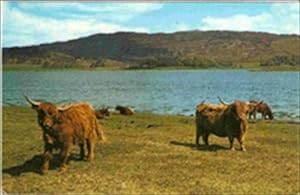 Loch Side Postcard Highland Cattle Aberdeen