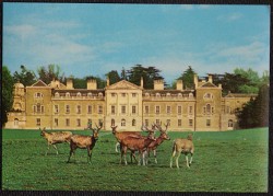 Woburn Abbey Postcard Pere David Deer
