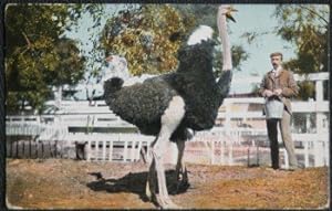 Ostrich Postcard Mayor McInley at Cawston Ostrich Farm Pasadina California USA