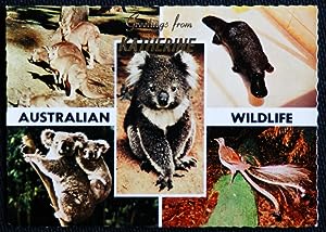 Kangaroo Koala Platypus Lyrebird Australian Wildlife Postcard