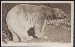 Polar Bear Regent's Park Zoo Vintage Postcard