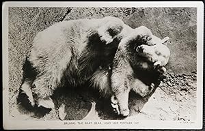 Brumas The Baby Bear And Her Mother Ivy Real Photo Postcard