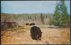 Bears In The Wild Canada Vintage 1969 Postcard
