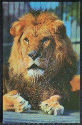 Lion Postcard Whipsnade Park Postcard