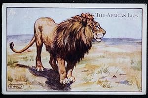 African Lion Vintage Postcard