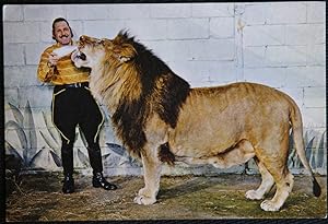 Simba The Black Maned Lion Postcard