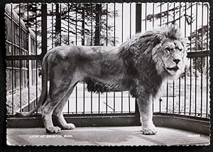 Lion Bristol Zoo Postcard Local Publisher Real Photographic Postcard