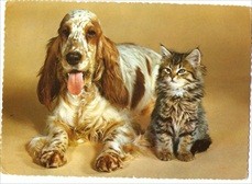Dog & Cat Postcard