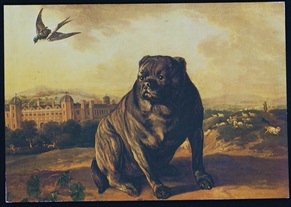 Altrincham Dunham Massey Dog Postcard National Trust