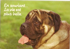 Dog postcard En Souriant La Vie est plus belle