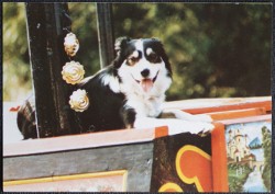 Dog Postcard Joss On The Kennet And Avon Canal Publisher Judges Hastings