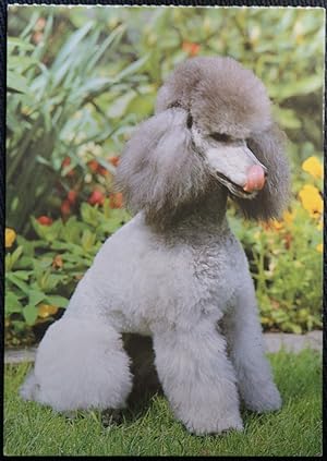 Dog Silver Poodle R. Hinz Postcard