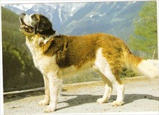 Dog Postcard St. Bernard