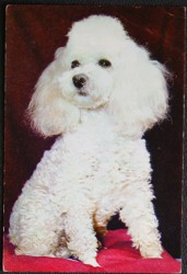 Dog Postcard White Poodle Expectancy A photogravure natuaral colour postcard