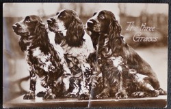 Dog Postcard The Three Graces Real Photo