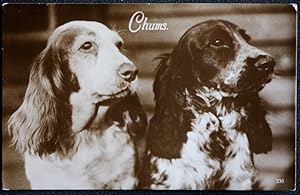 Dog Postcard Chums Real Photo Vintage 1933