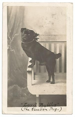 Dog Postcard The Election Pug Lord Bubbles Vintage 1912 Postcard