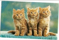 Cat Postcard We Three Kittens All Ginger