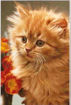 Cat Postcard Ginger Kitten