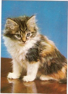 Cat Postcard Kitten Staring