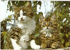 Cat Postcard Young Cats Together
