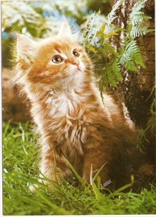 Cat Postcard Ginger Cat Looking Up