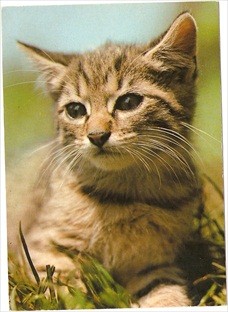 Cat Postcard Portrait of Cats Real Photo